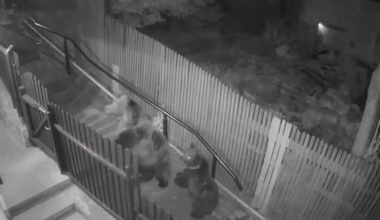 Под Владивостоком девушка чудом спаслась от медведицы с медвежонком