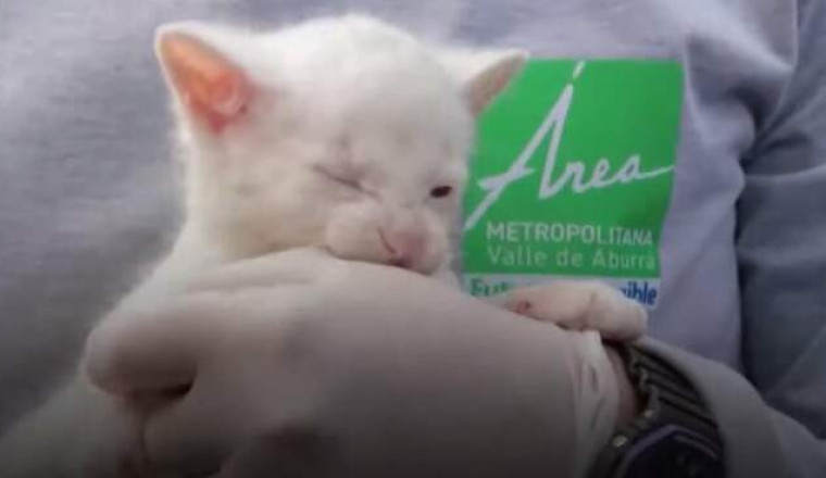 Котенок альбинос ягуарунди – самое милое, что вы увидите сегодня