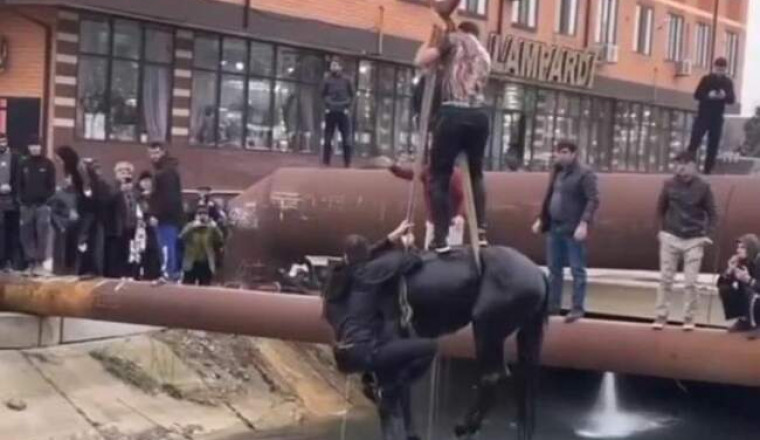 В Махачкале упавшую в канал лошадь спасли с помощью крана