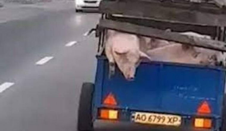 Побег свиньи из движущегося прицепа