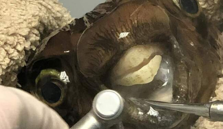 Иглобрюха сводили к дантисту