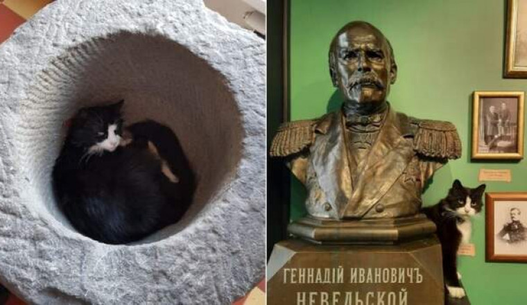 Как живет кошка Маша, которая стала талисманом и хозяйкой знаменитого музея во Владивостоке