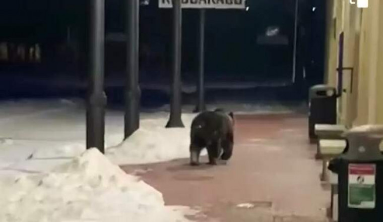 В Италии медведя отвезли в приют после налета на пекарню