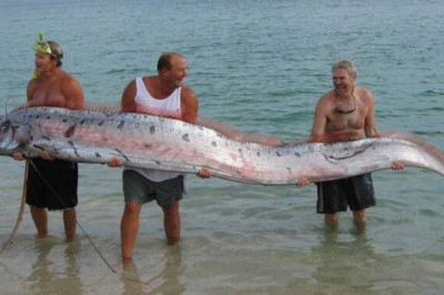 Кто такой сельдяной король и действительно ли он может предсказывать землетрясения