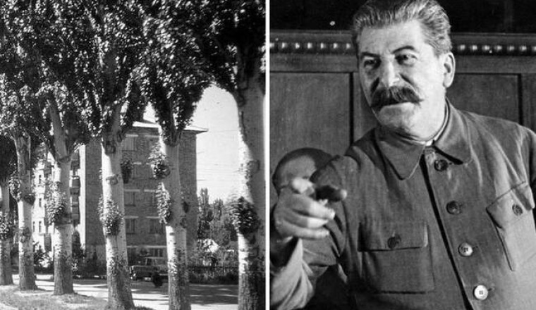 Зачем в СССР каждый уголок засаживали тополями