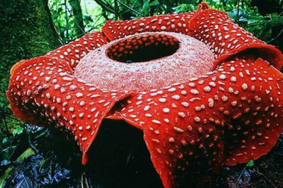 Раффлезия: аленький цветочек