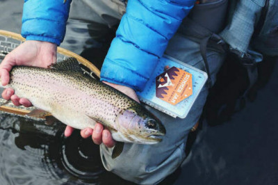 Правда ли, что рыбаки на Камчатке горбушу за рыбу не считают и кормят ей только собак