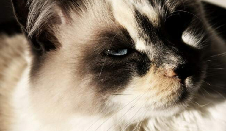 Рэгдоллы: кошки, которые очень любят объятия