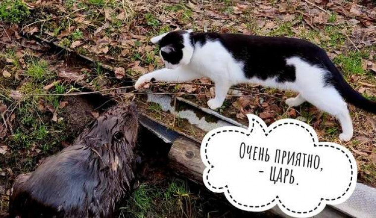 Кот пытается подружиться с бобром