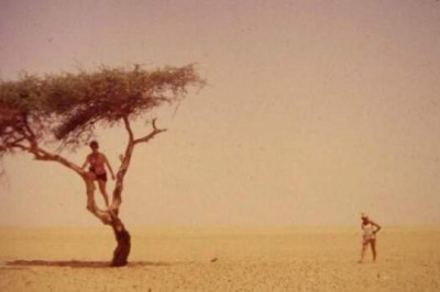 Одинокая акация Тенере