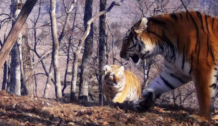 В Приморье засняли семью амурских тигров с пятью детенышами