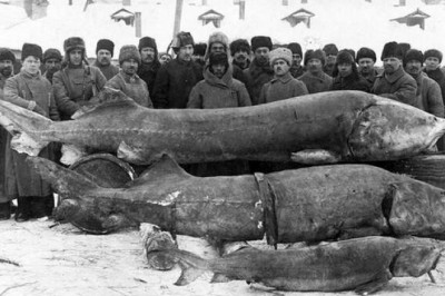 Когда белуги были размером с крокодила