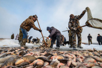 Чем якутский карась отличается от других, и за что местные рыбаки его любят