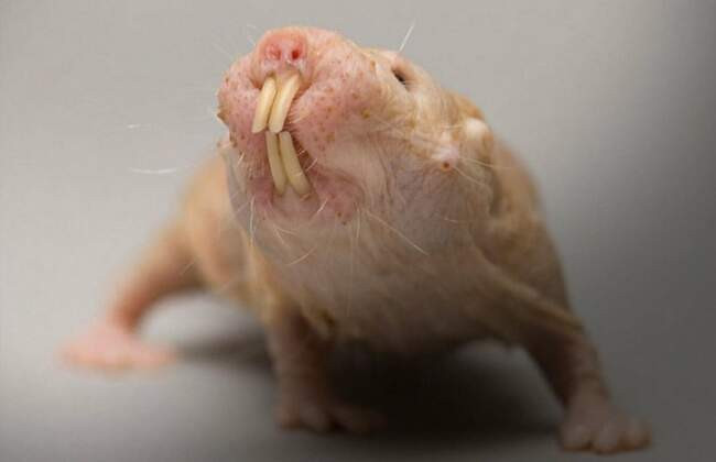 Голый землекоп