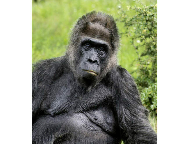 Королева-примать