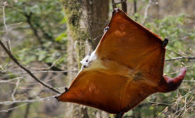 Крупнейшее летучее животное