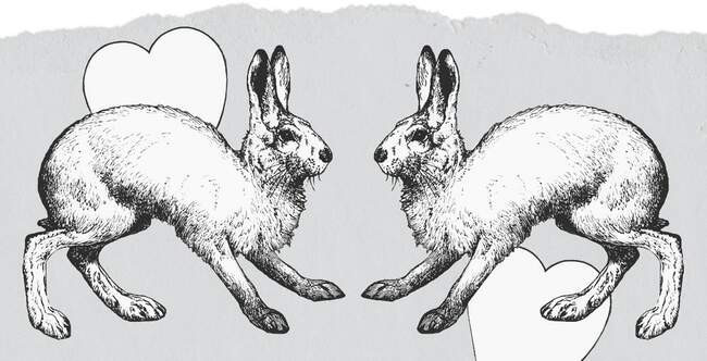 4 Выпуск кроликов на свободу в Австралии