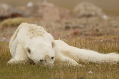 Доказательство того, что белые медведи обречены