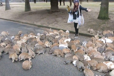 Японский остров "кроликов" Окуносима