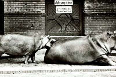 Три жизненных истории Второй мировой: как выживали бегемоты в зоопарках