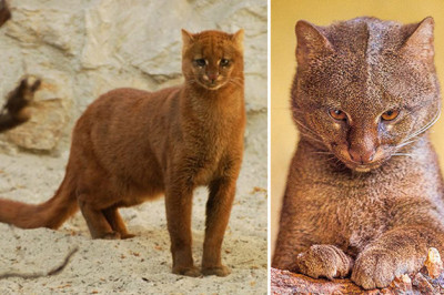 Кошки которые питаются фруктами и умеет чирикать - Ягуарунди