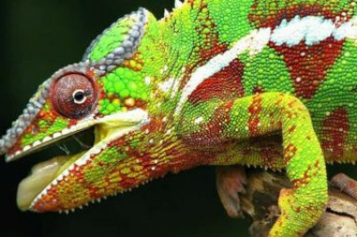 Хамелеоны: все только самое интересное о этих дивных существах