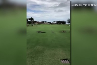 Аллигатор в панике бежит от разъяренных гусей