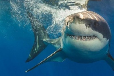 Самые опасные виды акул для человека