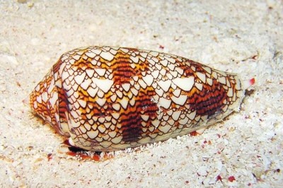 Географический конус: самая опасная улитка в мире