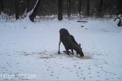 Как в зимний период животные утоляют жажду
