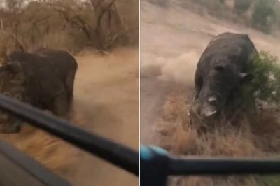 В заповеднике Саби-Сэндс разъяренный носорог погнался за туристами