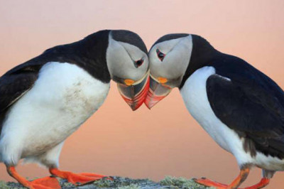 Неизвестная Шотландия: почему шотландцы недовольны жителями Исландии и причем тут тупики