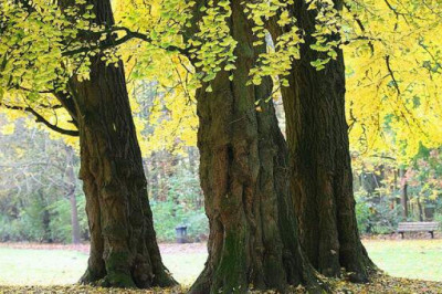 Гинкго билоба: как выглядит бессмертное дерево