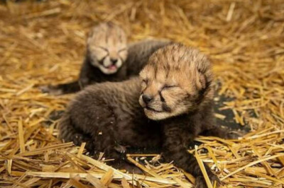 Как выглядят первые в мире детеныши гепарда, рожденные с помощью ЭКО