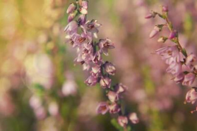 Травы‑убийцы: 10 ядов, растущих на земле