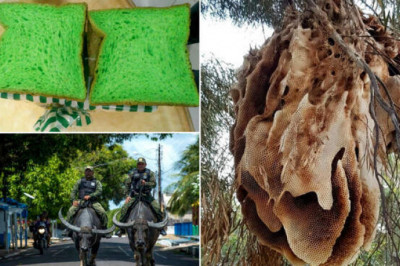 Белые жирафы и коричневые панды: 10 вещей, которые уж точно нельзя назвать обыденными