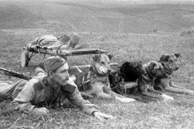Как во время войны собаки помогали солдатам