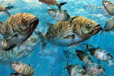 Подводный мир Марка Сузинно: как художник из Мэриленда благодаря рыбалке прославился на весь мир