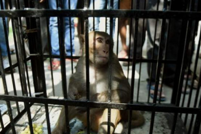 Для чего в Индии арестовывают обезьян