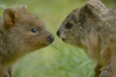 В семью квокк внедрился робот-шпион и следит за малышом