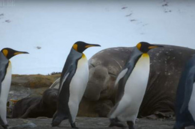 Пингвины пробираются мимо морских слонов и пытаются отыскать детенышей