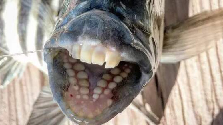 Животные с самыми необычными зубами