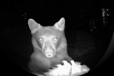 В Калифорнии медведи ходят в гости по ночам