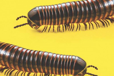 Ни ногой в тропики: 10 опасных существ, зная о которых ты не поедешь на отдых в Таиланд