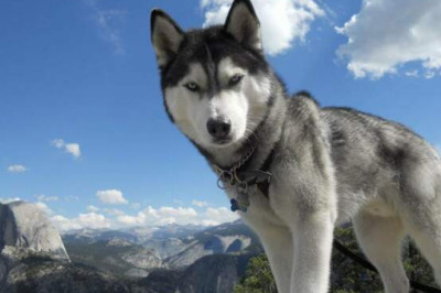 Топ-10 умнейших пород собак