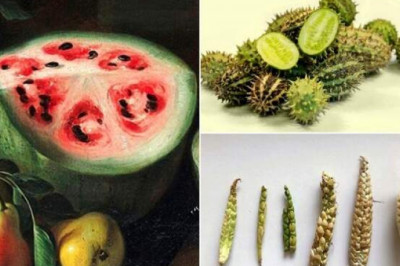 Как выглядели баклажаны, персики и другие фрукты и овощи до того, как их коснулась рука человека