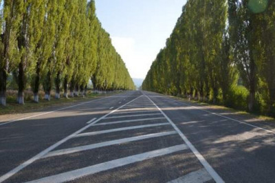 Почему в СССР повсеместно высаживали тополя