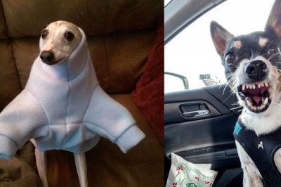 12 забавных снимков собак, которые попали в нелепую ситуацию