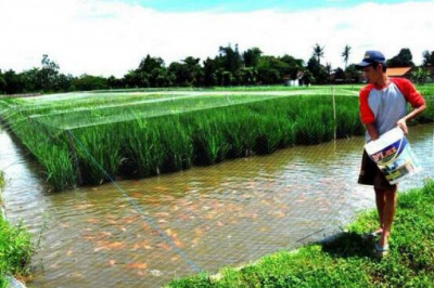Зачем на рисовые поля запускают рыбу