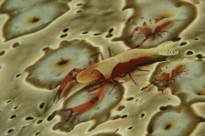 «Зазеркалье»: для чего предназначен камуфляж и как работает